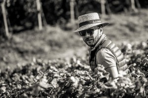 VENDANGES 2017-8