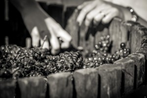 VENDANGES 2017-9