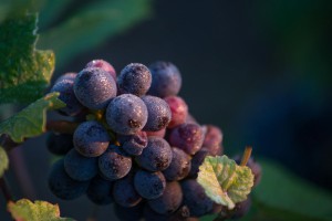 VENDANGES 2017